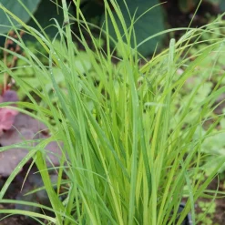 Laîche des marais - Carex - Verdure vive au bord de l'eau