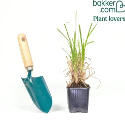 Laîche des marais - Carex - Verdure vive au bord de l'eau