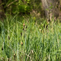 Laîche des marais - Carex - Verdure vive au bord de l'eau
