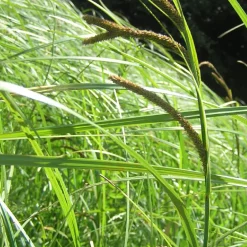 Laîche des marais - Carex - Verdure vive au bord de l'eau