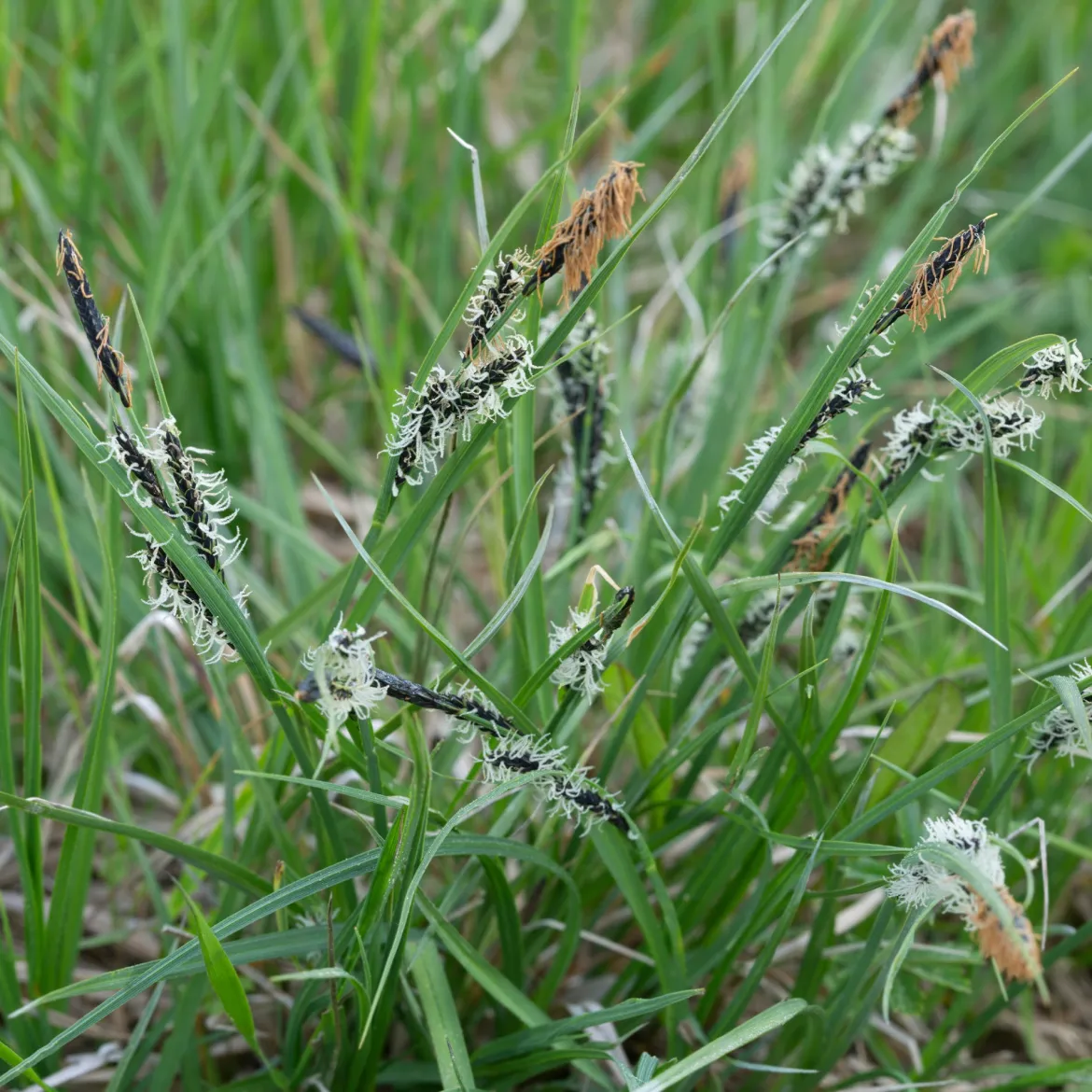 Laîche des montagnes - Carex - Un tapis vert sans effort