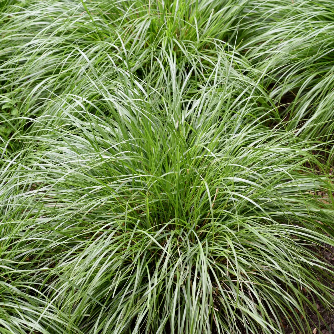 Laîche des montagnes - Carex - Un tapis vert sans effort