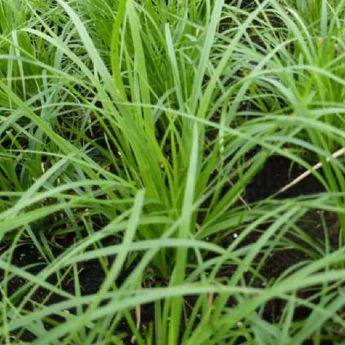 Laîche des montagnes - Carex - Un tapis vert sans effort