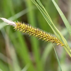 Laîche des rives - Carex - Le vert qui aime l'eau