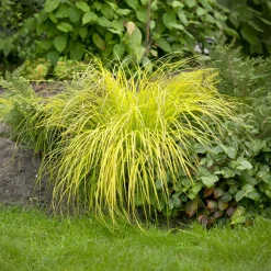 Laîche dorée - Carex Aurea - La touche d'or au jardin