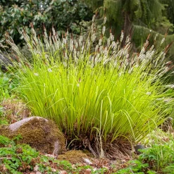 Laîche dorée - Carex Aurea - La touche d'or au jardin