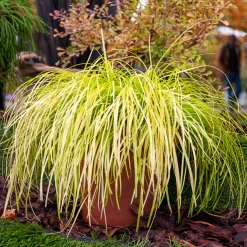 Laîche d'Oshima Everillo® - Carex - Un feuillage doré toute l'année