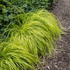 Laîche d'Oshima Everillo® - Carex - Un feuillage doré toute l'année