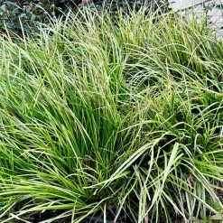 Laîche d'Oshima J.S. Greenwell - Carex - Feuillage doré toute l'année