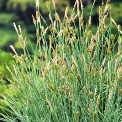 Laîche Faux Panic - Carex - Le bleu qui structure