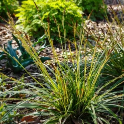 Laîche japonaise - Carex morrowii - Du vert toute l'année