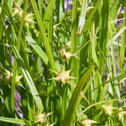 Laîche massue - Des massues déco au jardin