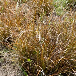 Laîche orange - Carex - La touche cuivrée facile