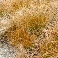 Laîche orange - Carex - La touche cuivrée facile