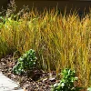 Laîche orange 'Prairie Fire' - Feu d'artifice au jardin