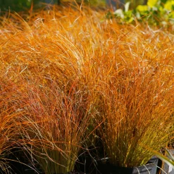 Laîche orange 'Prairie Fire' - Feu d'artifice au jardin