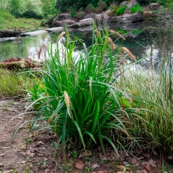 Laîche pendante - Carex - L'ombre enfin habillée