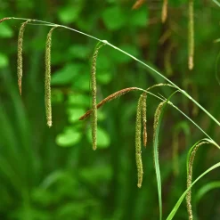 Laîche pendante - Carex - L'ombre enfin habillée