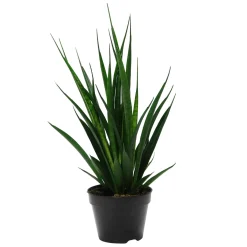 Langue de belle-mère Sansevieria 'Friends' - Zéro entretien, vraie déco