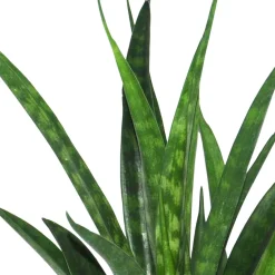 Langue de belle-mère Sansevieria 'Friends' - Zéro entretien, vraie déco