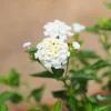 Lantana blanc - Fleurs blanches tout l'été