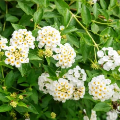 Lantana blanc - Fleurs blanches tout l'été