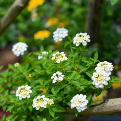 Lantana blanc - Fleurs blanches tout l'été