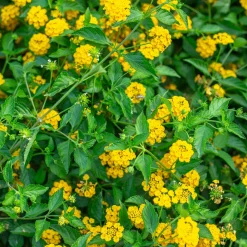 Lantana jaune - Il fleurit sans effort