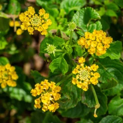 Lantana jaune - Il fleurit sans effort