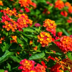 3 Lantana Passionfruit - Un balcon fleuri tout l'été