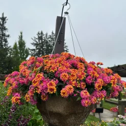 3 Lantana Passionfruit - Un balcon fleuri tout l'été