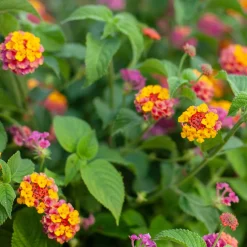 3 Lantana Passionfruit - Un balcon fleuri tout l'été