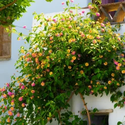 3 Lantana Passionfruit - Un balcon fleuri tout l'été
