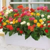 3 Lantanas en mélange - Fleurs vives tout l'été