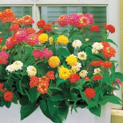 3 Lantanas en mélange - Fleurs vives tout l'été