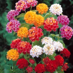 3 Lantanas en mélange - Fleurs vives tout l'été