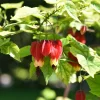 Lanterne chinoise - Des lanternes qui fleurissent tout l'été