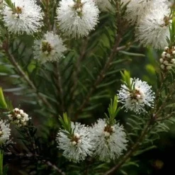 L'arbre à thé - Le parfum frais au jardin