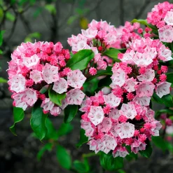 Laurier des montagnes - Fleurs sculptées, effet waouh