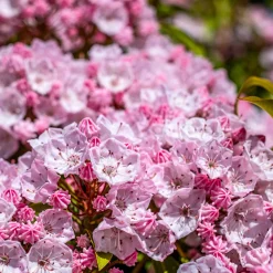 Laurier des montagnes - Fleurs sculptées, effet waouh