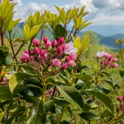 Laurier des montagnes - Fleurs sculptées, effet waouh