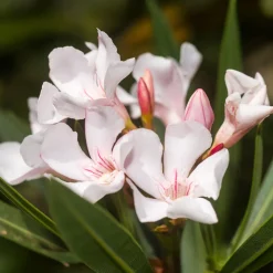 Laurier-rose Harriet Newding - Le sud dans votre jardin