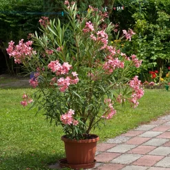 Laurier-rose - Le Sud fleuri chez vous