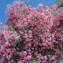 Laurier-rose - Le Sud fleuri chez vous