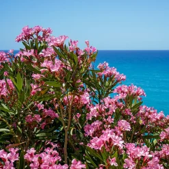 Laurier-rose - Le Sud fleuri chez vous