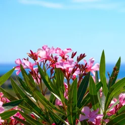 Laurier-rose - Le Sud fleuri chez vous