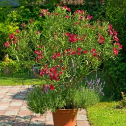 Laurier-rose rouge - Le Sud dans votre jardin