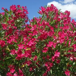 Laurier-rose rouge - Le Sud dans votre jardin