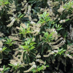 3 Lauriers du Portugal Angustifolia - Une haie dense toute l'année