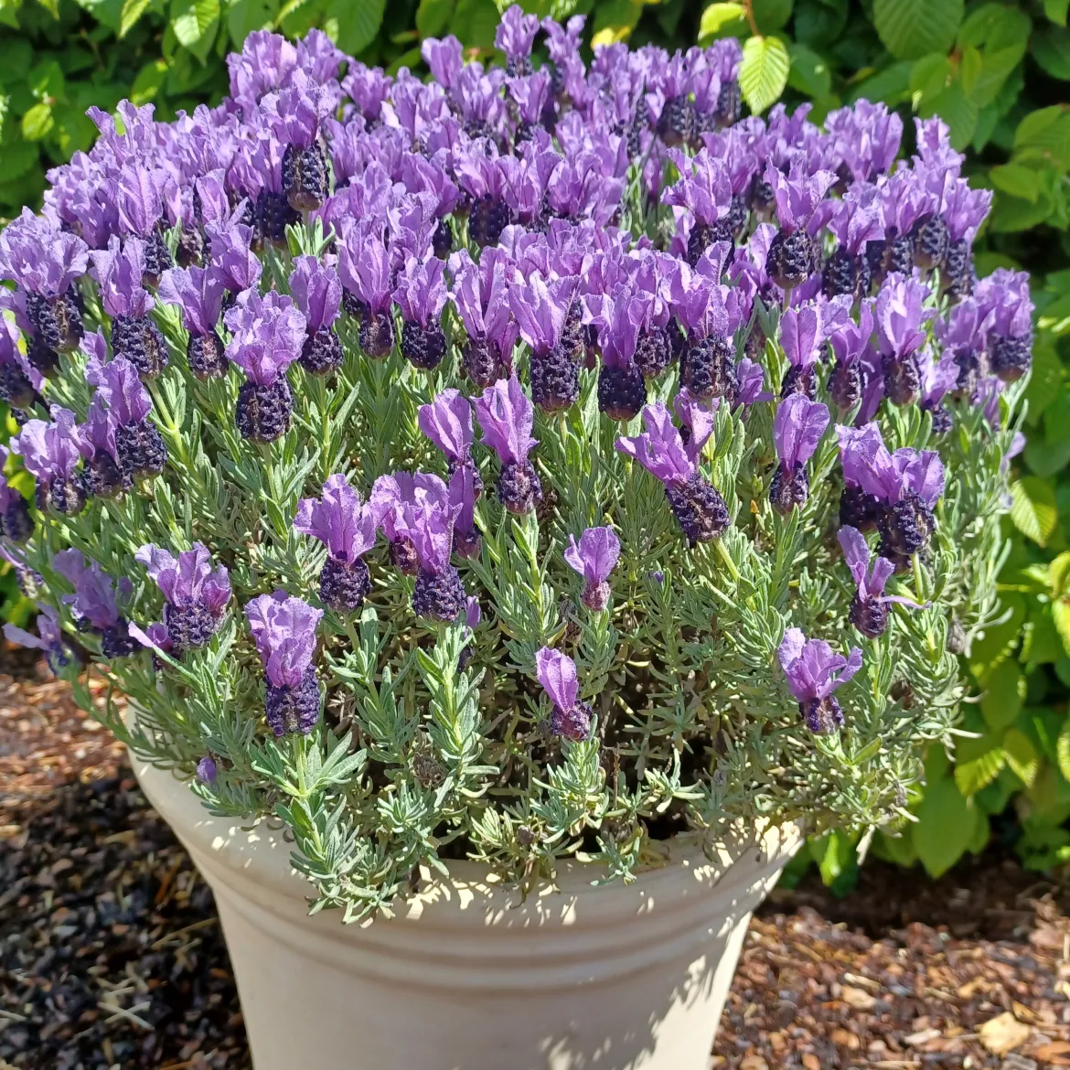 Lavande papillon MAGICAL® POSY PURPLE - Des papillons dès mai